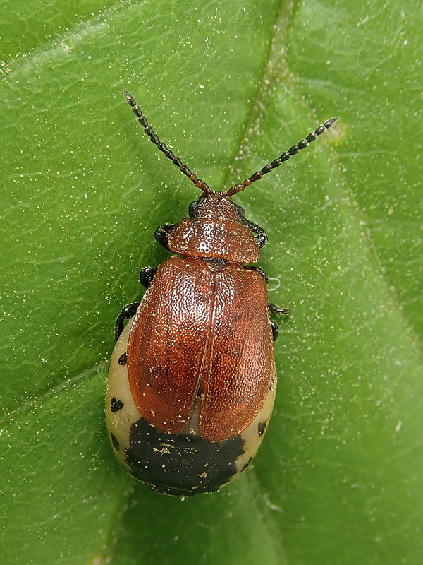 Chrysomelidae: Lochmaea? No, Galeruca (Emarhopa) rufa